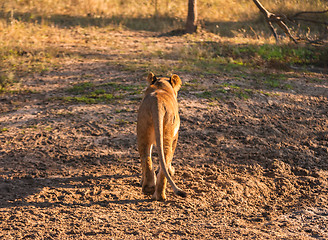 Image showing Lion walking away