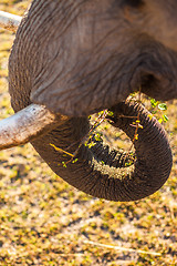 Image showing Elephant eating