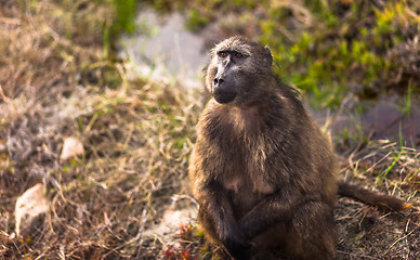 Image showing Baboon