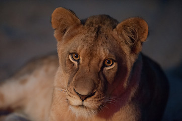 Image showing Young lion close up