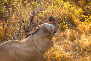 Image showing Baby elephant eating