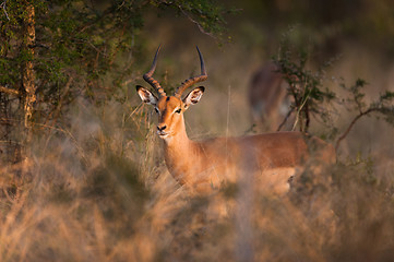 Image showing Impala