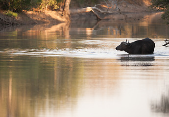 Image showing Cape buffalo in water