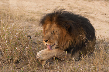 Image showing Lion licking his paw