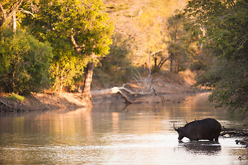 Image showing Cape buffalo in water