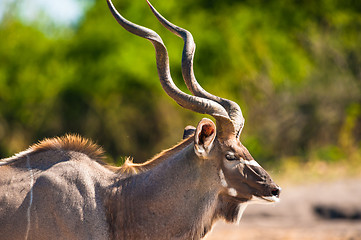 Image showing Kudu bull