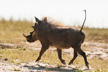 Image showing Running warthog