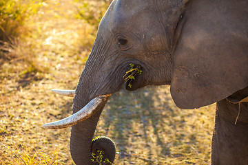 Image showing Elephant eating