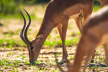 Image showing Impala