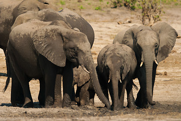 Image showing African bush elephants