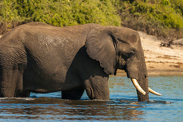Image showing African bush elephant crossing river