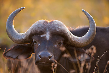 Image showing African buffalo