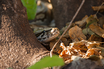 Image showing African rock python head