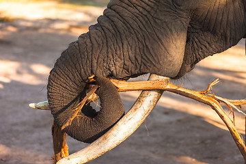 Image showing African bush elephant