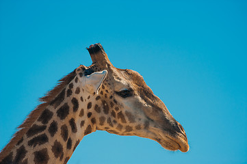 Image showing Giraffe head