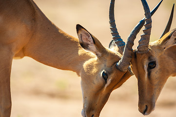 Image showing Impala butting heads