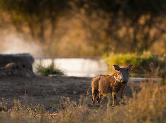 Image showing Wild boar