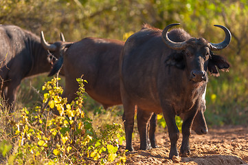 Image showing Cape buffalo (Syncerus caffer)