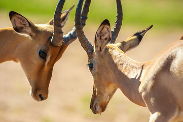 Image showing Impala butting heads