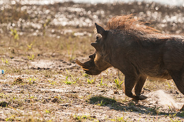 Image showing Running warthog