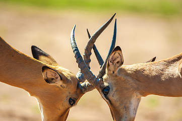 Image showing Impala butting heads