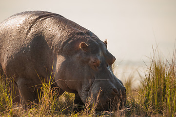 Image showing Grazing hippopotamus