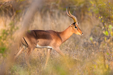 Image showing Impala walking in the bush