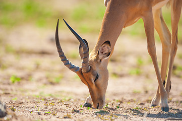 Image showing Impala