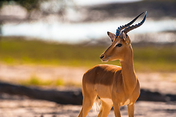 Image showing Impala turning head