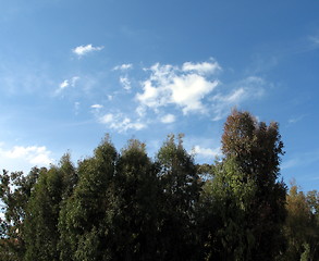 Image showing Sky trees