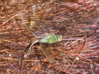 Image showing Dragonfly laying eggs