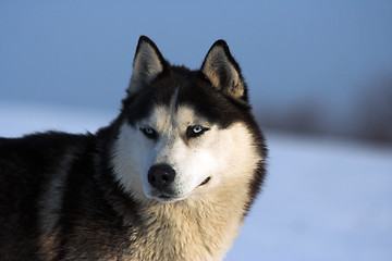 Image showing Husky