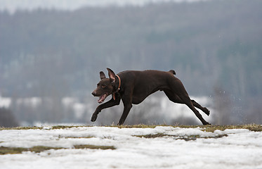 Image showing Shorthaired german pointer