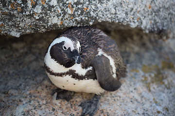 Image showing African Penguin