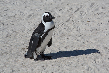 Image showing African Penguin