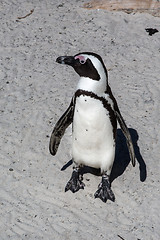 Image showing African Penguin