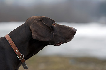 Image showing Shorthaired german pointer