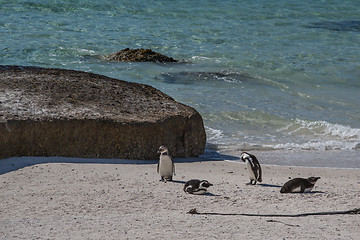 Image showing African Penguins