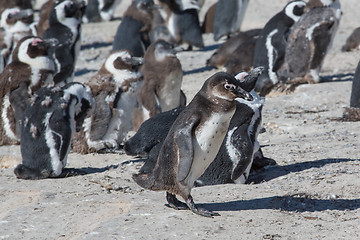 Image showing African Penguins