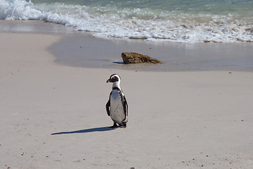 Image showing African Penguin