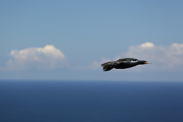 Image showing A bird in flight