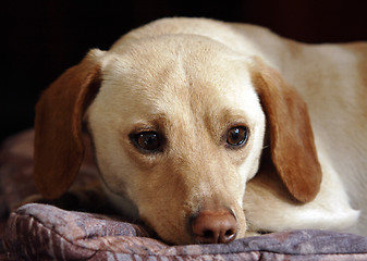 Image showing Puppy