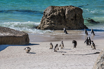 Image showing African Penguins