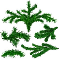 Image showing set of Christmas green fir-tree branches