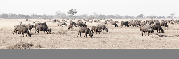 Image showing Wild African Buffalo