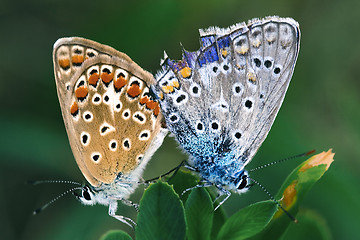 Image showing butterfly love