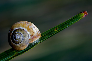 Image showing chiocciola su rametto