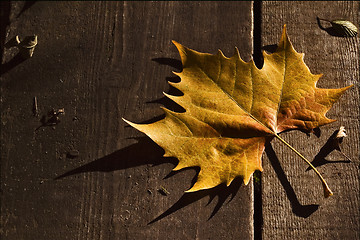 Image showing a leaf in autumn in the wood