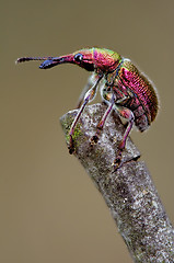 Image showing Attelabidae Rhynchites