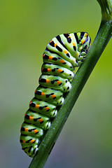 Image showing bruco di Papilionidae su un rametto